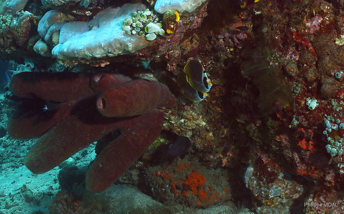 Bali 2016 - Panda butterflyfish - Poisson papillon des philippines - Chaetodon ardiergastos - IMG_5879_rc.jpg